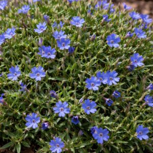 Kőmagcserje Lithodora diffusa kék virágú talajtakaró évelő természetes kerti környezetben