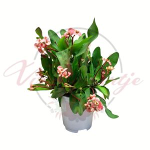 Koronás kutyatej - Euphorbia milii rózsaszín virágú szobanövény fehér cserépben