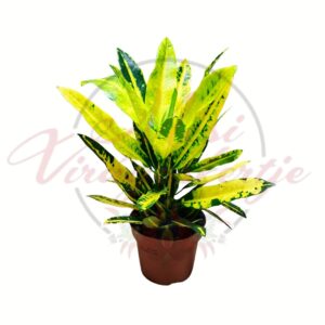 Kroton - Codiaeum variegatum tarka levelű szobanövény cserépben