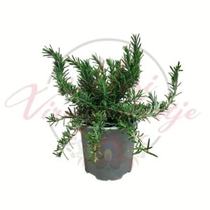Kúszó rozmaring Salvia rosmarinus Prostratus lecsüngő örökzöld fűszernövény cserépben