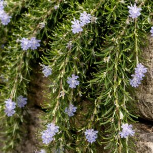 Kúszó rozmaring Salvia rosmarinus Prostratus virágzó hajtásai kőfalról lecsüngve