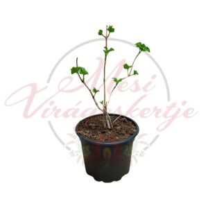 Közönséges labdarózsa - Viburnum opulus fiatal cserepes díszcserje friss zöld levelekkel