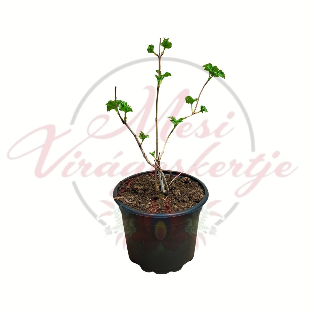 Közönséges labdarózsa - Viburnum opulus fiatal cserepes díszcserje friss zöld levelekkel