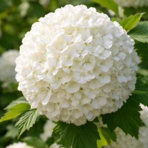 Közönséges labdarózsa - Viburnum opulus fehér gömb alakú virága közelről