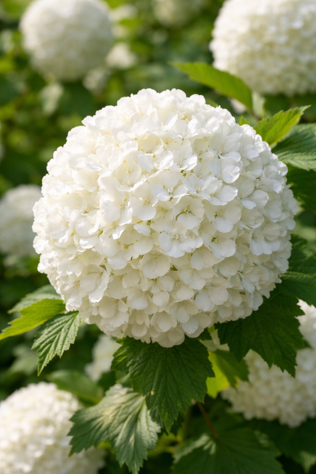 Közönséges labdarózsa - Viburnum opulus fehér gömb alakú virága közelről