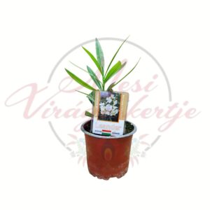 Leander - Nerium oleander fehér virágú csemete cserepes növény