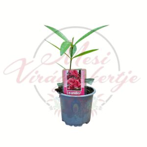 Leander - Nerium oleander piros virágú csemete cserepes növény