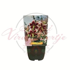 Ázsiai liliom többféle színben Lilium bordó krém virágú cserepes növény