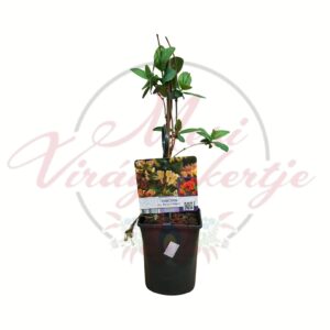 Illatos kúszó lonc Belgica Select Lonicera periclymenum cserépben