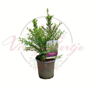 Örökzöld lonc Tiny Green Lonicera nitida cserepes díszcserje