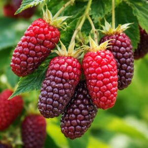 Tayberry málna szeder hibrid Rubus érett gyümölcs közelről piros és sötét bogyók