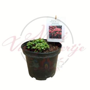 Méhbalzsam Monarda didyma Pardon My Cerise cserepes növény