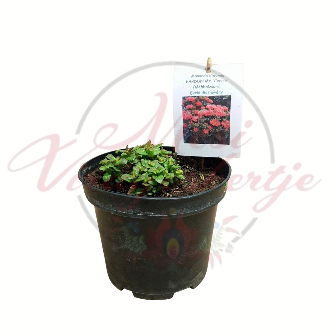 Méhbalzsam Monarda didyma Pardon My Cerise cserepes növény