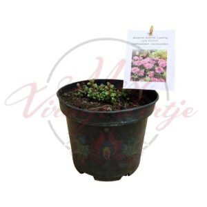 Méhbalzsam Monarda didyma Leading Lady Orchid cserepes növény