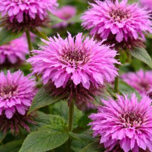 Méhbalzsam Monarda didyma Leading Lady Orchid rózsaszín virág közelről