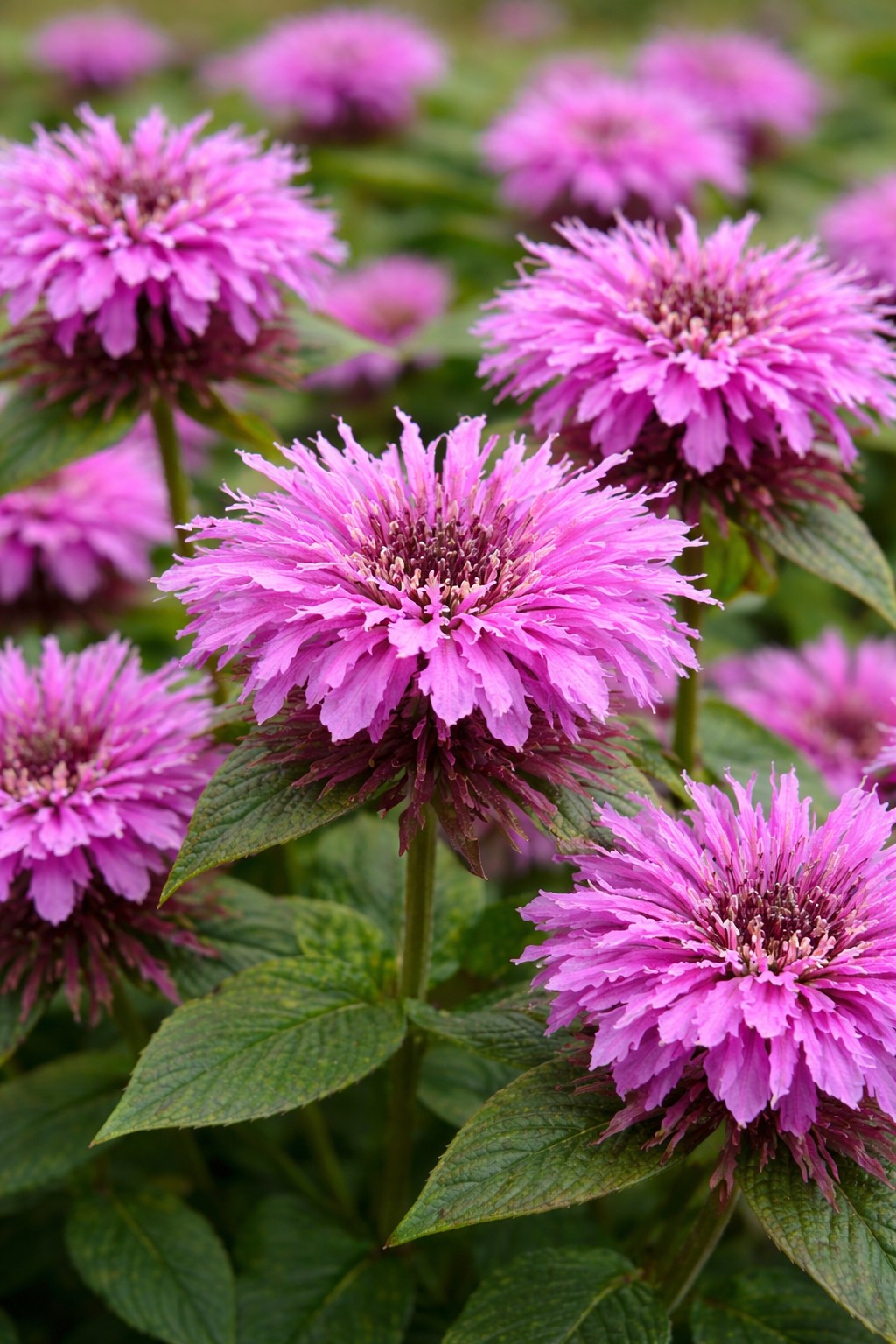 Méhbalzsam Monarda didyma Leading Lady Orchid rózsaszín virág közelről