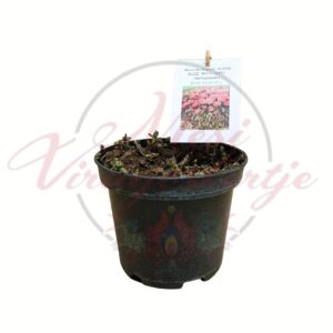 Méhbalzsam Monarda didyma Sugar Buzz Berry Taffy cserepes növény