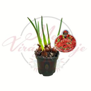 Mini tulipán - Tulipa Samantha piros virágú tulipán fajta címke