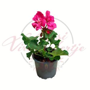 Pink muskátli Pelargonium hortorum