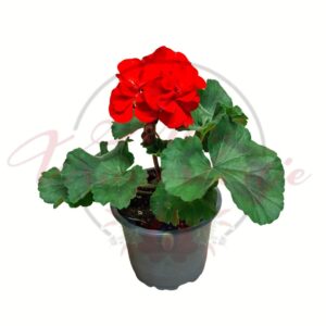 Piros muskátli Pelargonium hortorum
