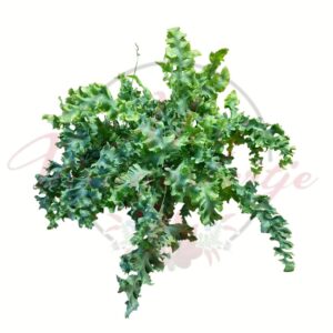 Narancspöttyös páfrány Phlebodium aureum Davana dekoratív szobanövény