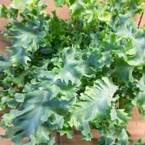 Narancspöttyös páfrány Phlebodium aureum Davana hullámos levelű páfrány