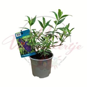 Nyári orgona Buddleja davidii Black Night sötétlila virágú díszcserje cserépben