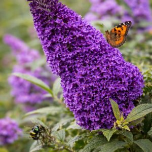Nyári orgona Buddleja davidii Black Knight sötétlila virág közelről pillangóval