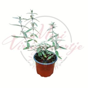 Nyári orgona Buddleja davidii cserepes díszcserje