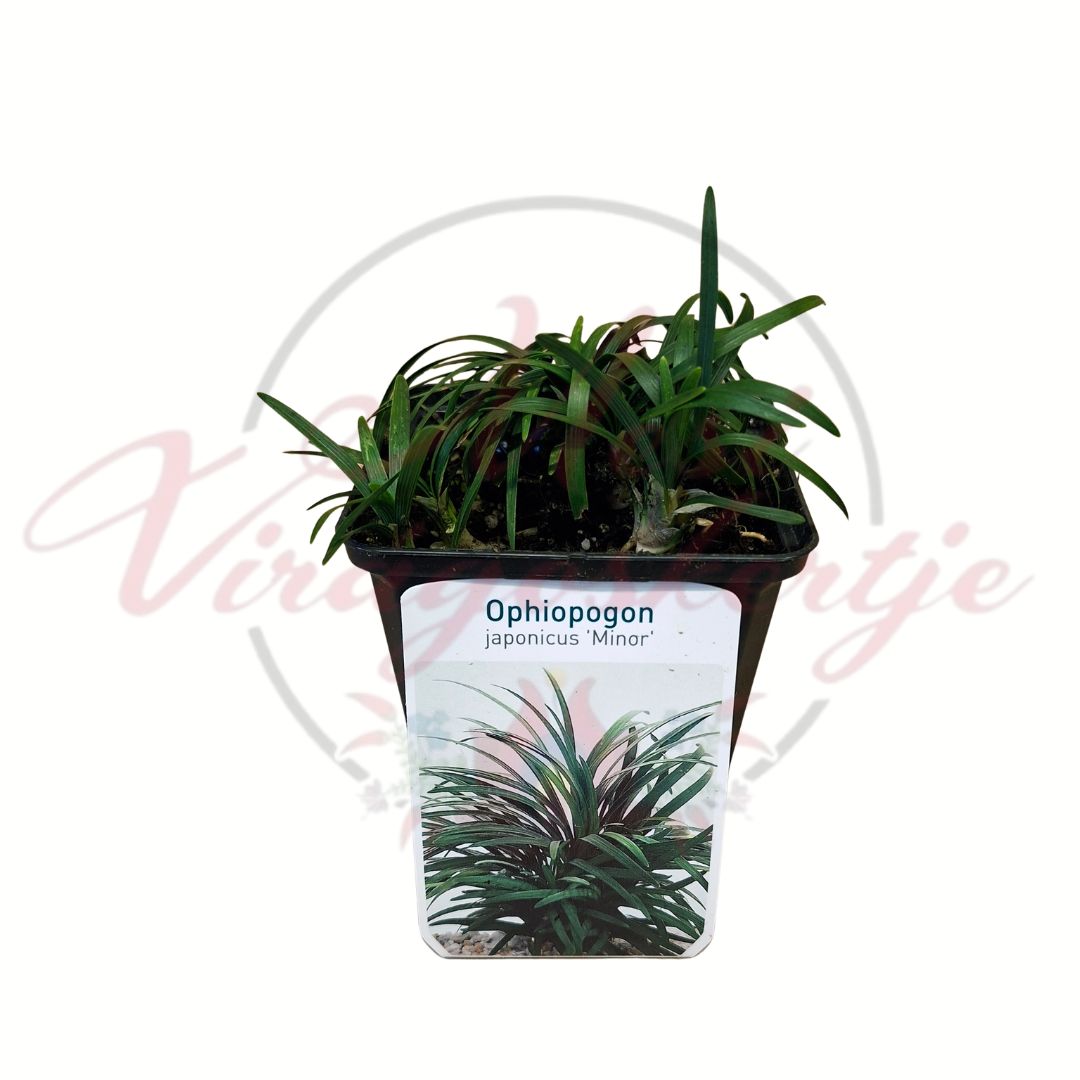 Törpe kígyószakáll Ophiopogon japonicus Minor cserepes talajtakaró növény