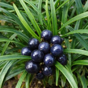 Törpe kígyószakáll Ophiopogon japonicus Minor fekete bogyó termése közelről