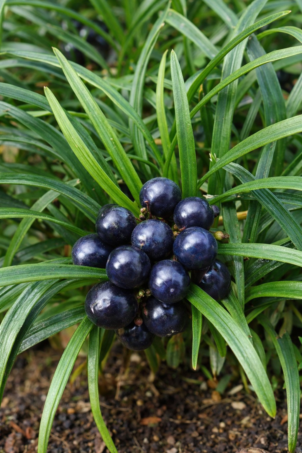 Törpe kígyószakáll Ophiopogon japonicus Minor fekete bogyó termése közelről