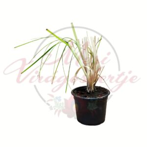 Pampafű Cortaderia selloana cserepes kerti díszfű