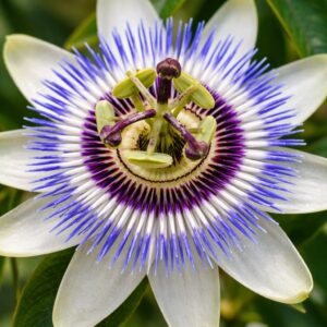 Kék golgotavirág Passiflora caerulea különleges virága közeli fotón