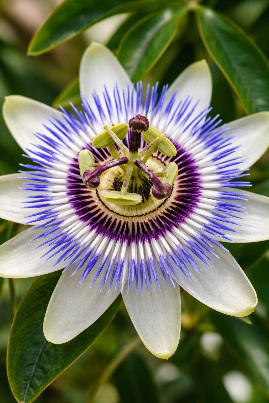 Kék golgotavirág Passiflora caerulea különleges virága közeli fotón