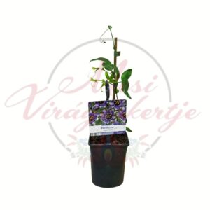 Lila golgotavirág Passiflora Purple Haze cserepes futó dísznövény