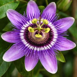 Lila golgotavirág Passiflora Purple Haze különleges virága közelről