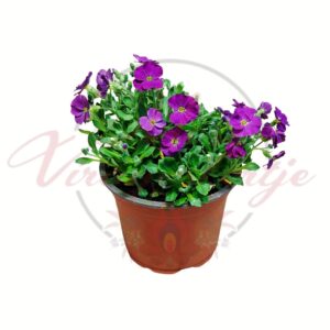 Pázsitviola Aubrieta hybrida lila virágú talajtakaró évelő