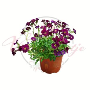 Pázsitviola Aubrieta deltoidea bordó lila virágú cserepes évelő növény