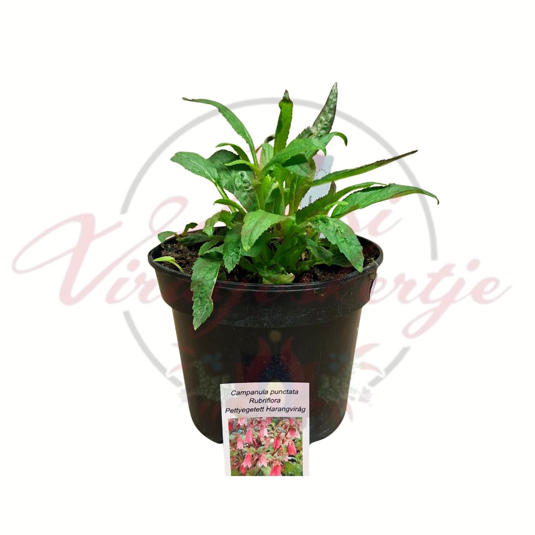 Pettyegetett harangvirág Rubriflora cserepes évelő növény zöld levelekkel