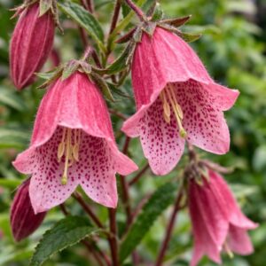 Pettyegetett harangvirág Rubriflora közeli virág kép rózsaszín pettyes harang alakú virágok