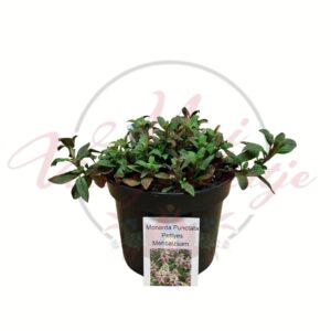 Pettyes méhbalzsam Monarda punctata cserepes évelő növény zöld levelekkel