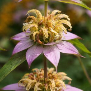 Pettyes méhbalzsam Monarda punctata virág közeli kép sárga pettyes virágokkal és rózsaszín fellevelekkel