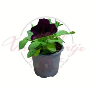 Petúnia bordó Petunia hybrida cserépben