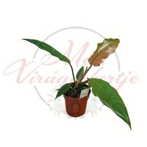 Filodendron Philodendron Florida Bronze különleges levelű szobanövény