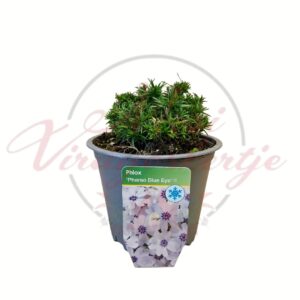 Párnás lángvirág Phlox Pharao Blue Eye évelő virág cserépben