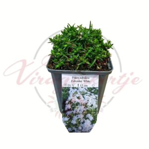 Párnás lángvirág Phlox subulata Fabulous White fehér virágú évelő