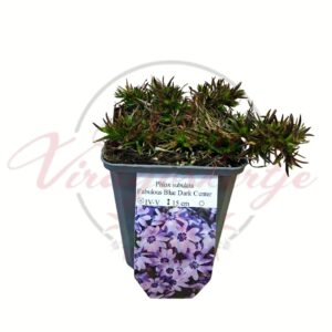 Párnás lángvirág Phlox subulata Fabulous Blue Dark Center lila virágú évelő