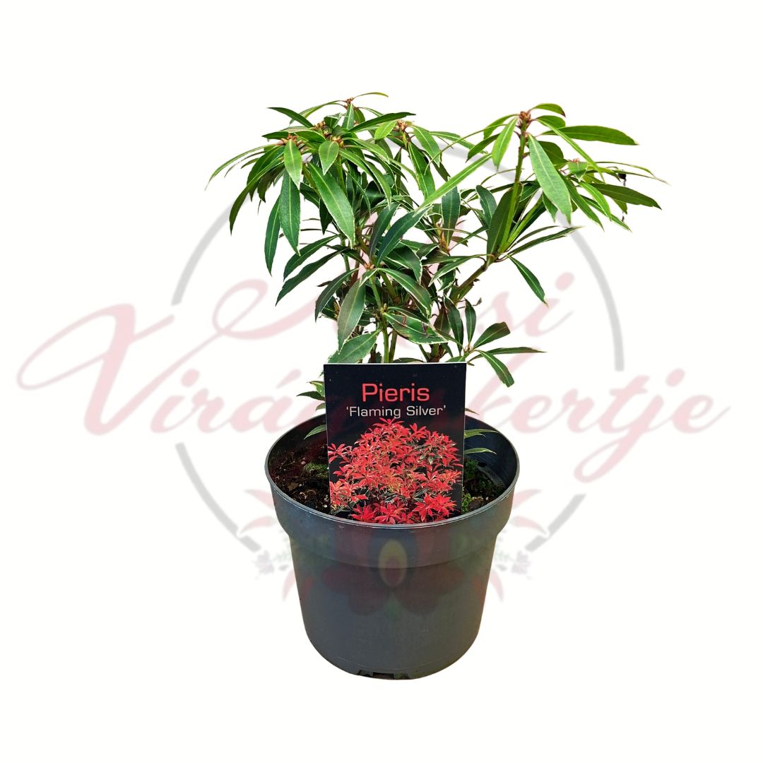 Japán hanga Pieris japonica Flaming Silver tarka levelű örökzöld díszcserje