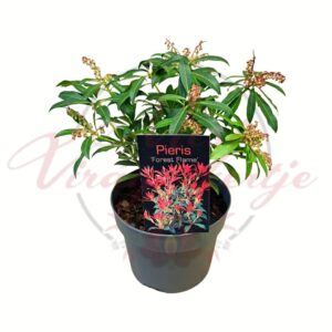 Japán hanga Pieris japonica Forest Flame örökzöld díszcserje piros hajtásokkal